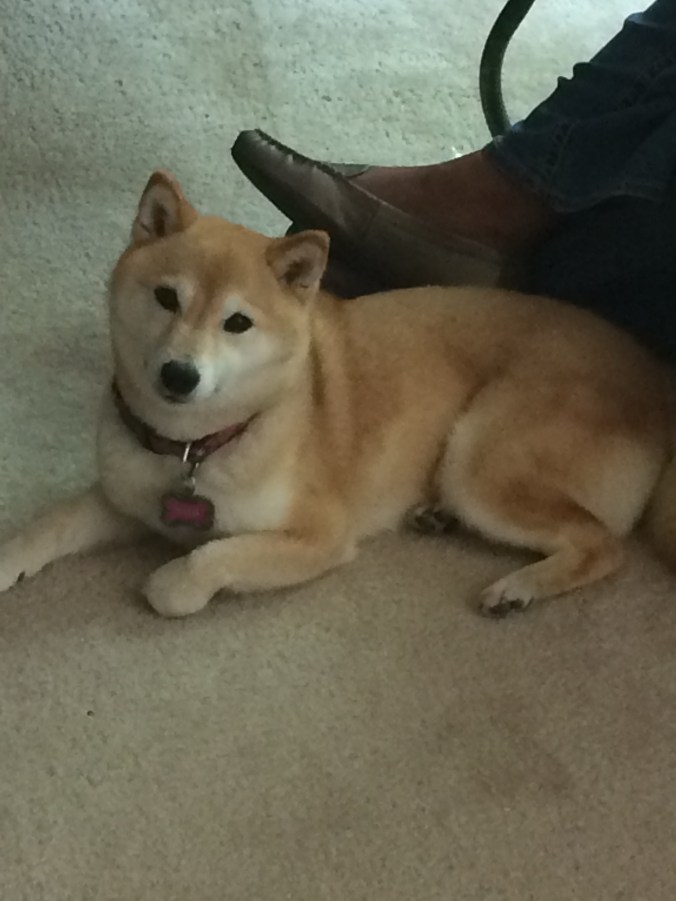 photo of my dog Nyla